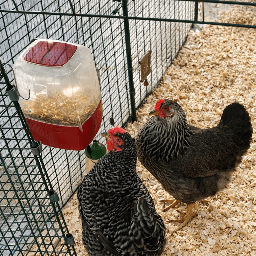 ChickenTender Snack Dispenser with chickens